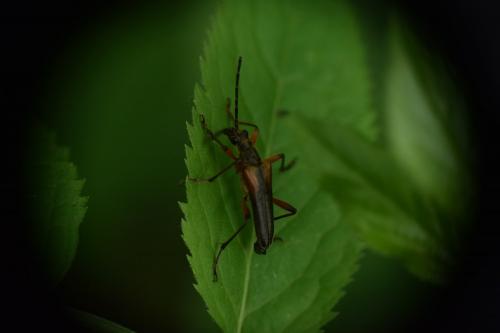 Stenocorus meridianus