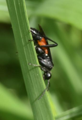 Macrophya annulata
