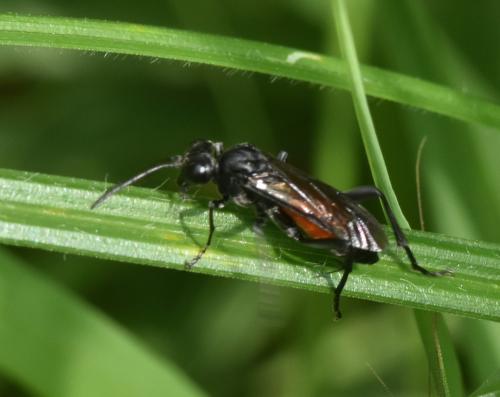 Réf. 163 598 : Macrophya annulata