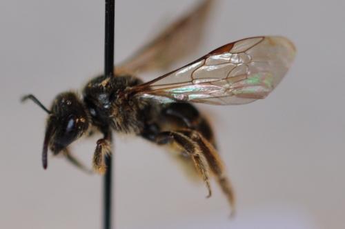 Lasioglossum sp.