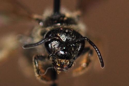 Lasioglossum sp.
