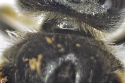 Lasioglossum sp.