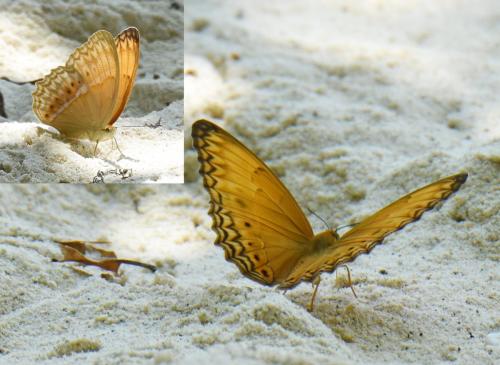 Cirrochroa tyche
