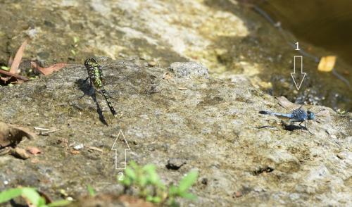 Diplacodes trivialis