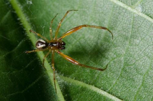 Anelosimus_sl sp.