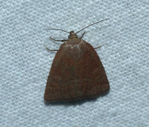 Acosmetia caliginosa