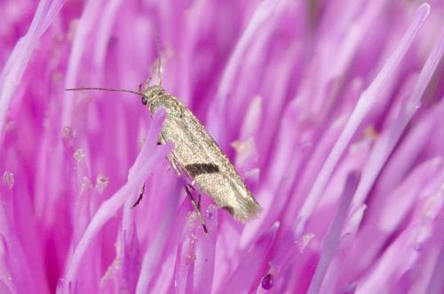 Réf. 163 276 : Scythris sp.