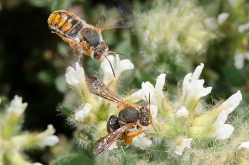 Rhodanthidium sticticum