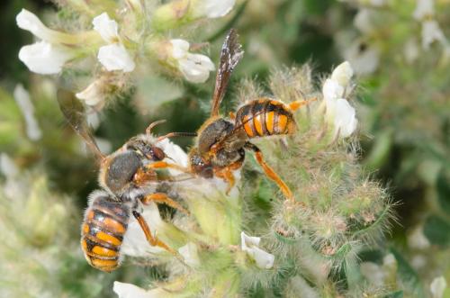 Réf. 163 274 : Rhodanthidium sticticum
