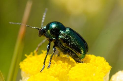 Cryptocephalus sp.