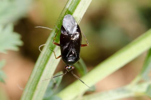 Réf. 163 345 : Deraeocoris ribauti