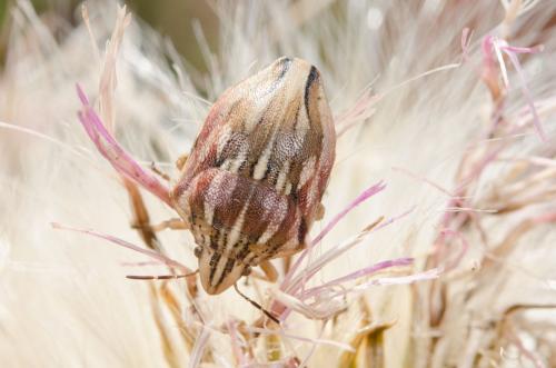 Odontotarsus purpureolineatus
