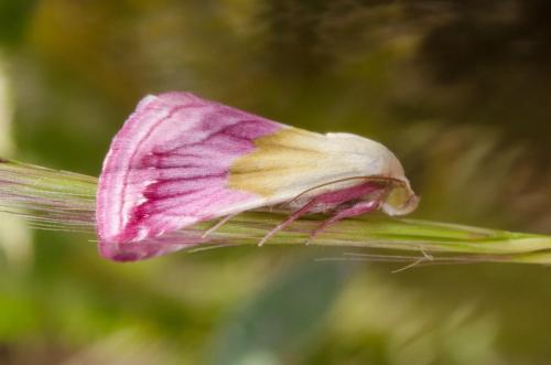 Eublemma purpurina