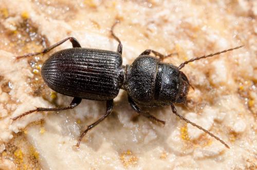 Réf. 163 611 : Dixus sp.
