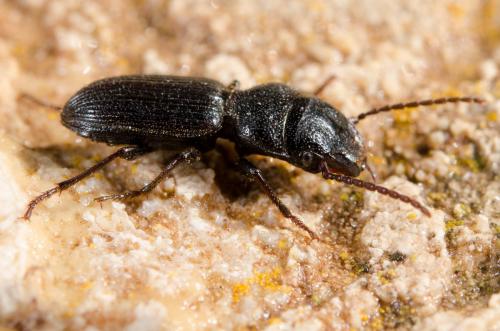 Dixus sp.