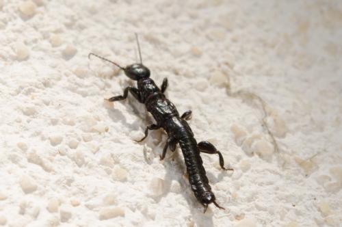 Embia sp.