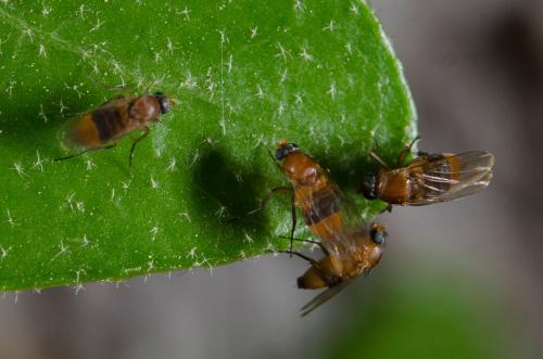 Phalacrotophora sp.