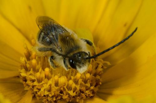 Eucera sp.