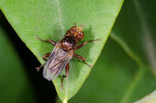 Réf. 163 915 : Sicus sp.
