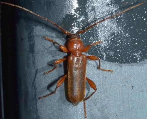Réf. 163 709 : Phymatodes testaceus