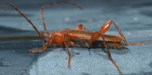 Phymatodes testaceus
