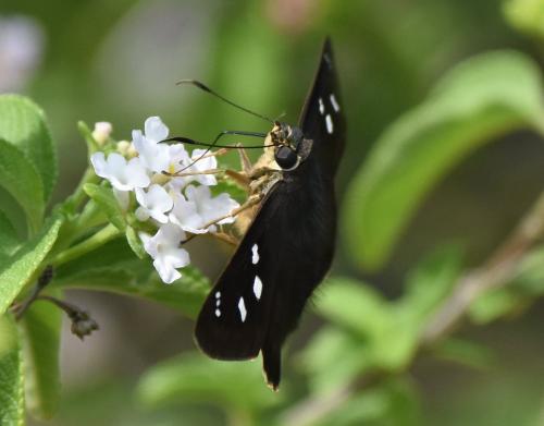 Polygonus sp.