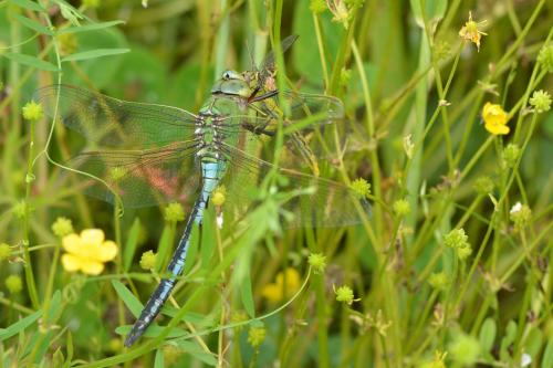 Anax imperator
