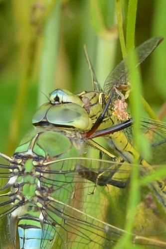 Anax imperator