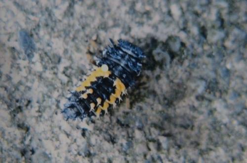 Harmonia axyridis