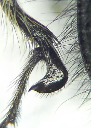 Réf. 163 370 : Enicopus pilosus