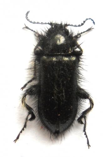 Enicopus pilosus