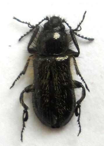 Réf. 163 373 : Enicopus ater ater
