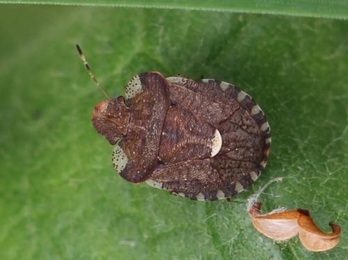 Dyroderes umbraculatus