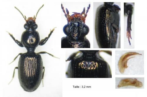 Dyschirius aeneus