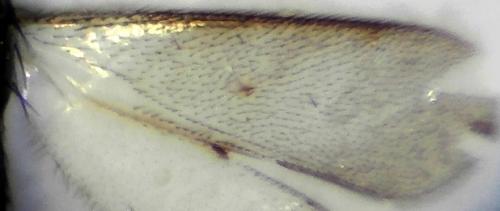Elasmus nudus