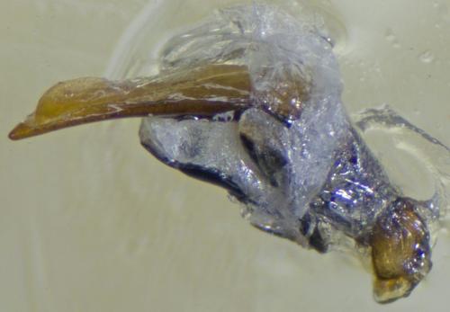 Réf. 163 862 : Agonum afrum