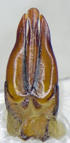Byrrhus nigrosparsus