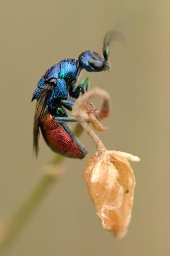 Elampus spina