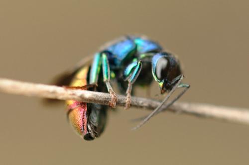 Elampus spina