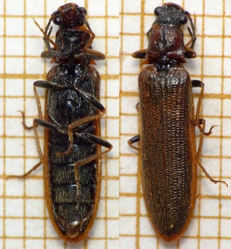 Réf. 163 920 : Denticollis linearis