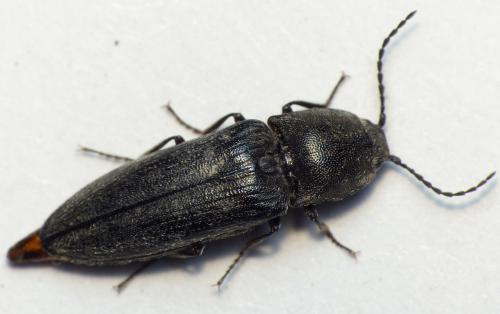 Cidnopus pilosus