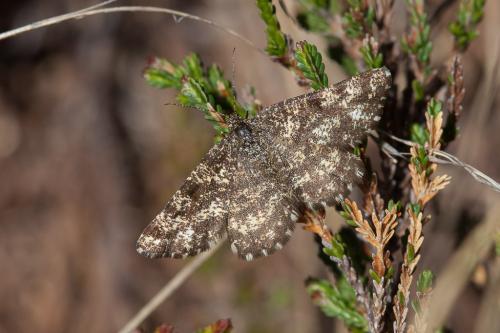 Ematurga atomaria