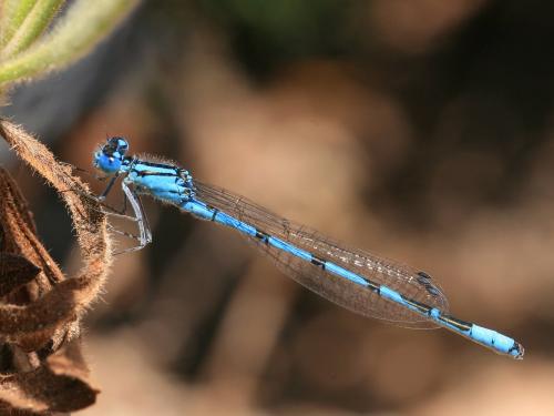 Réf. 163 192 : Enallagma deserti