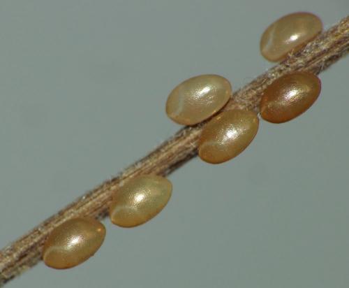 Réf. 163 535 : Enoplops scapha