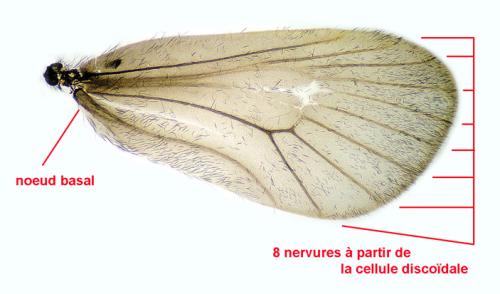 Epichnopterix sieboldii