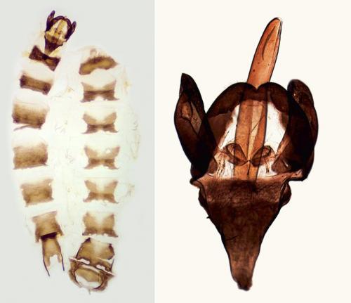 Epichnopterix sieboldii