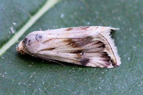 Eublemma ostrina
