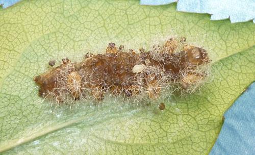 Réf. 163 352 : Euplectrus sp.