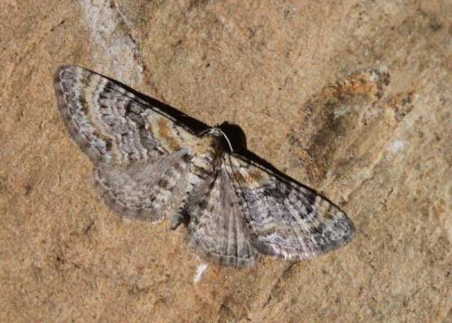 Réf. 163 988 : Eupithecia pyreneata