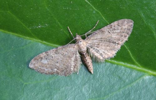 Réf. 163 519 : Eupithecia vulgata